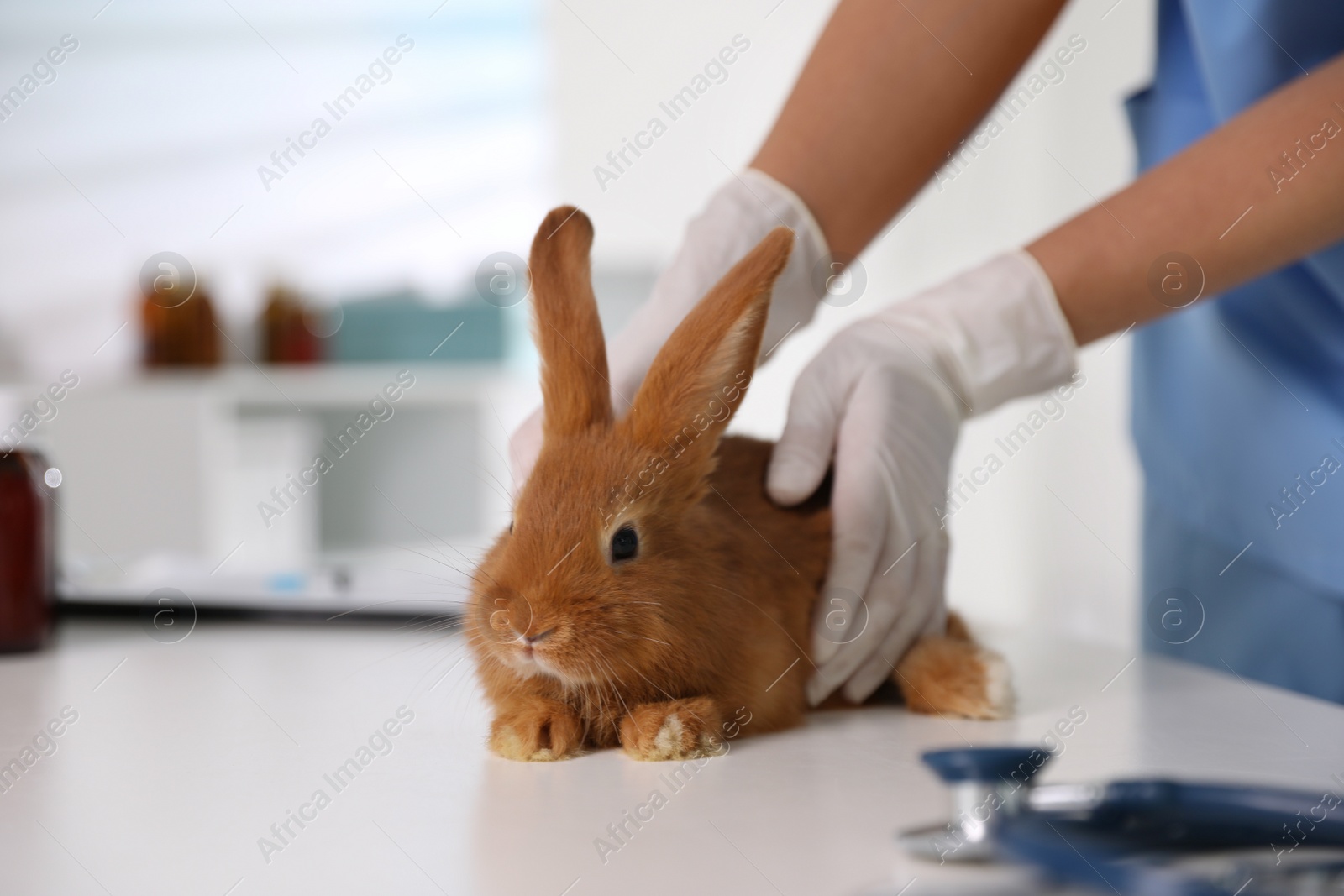 Photo of Professional veterinarian examining bunny in clinic, closeup