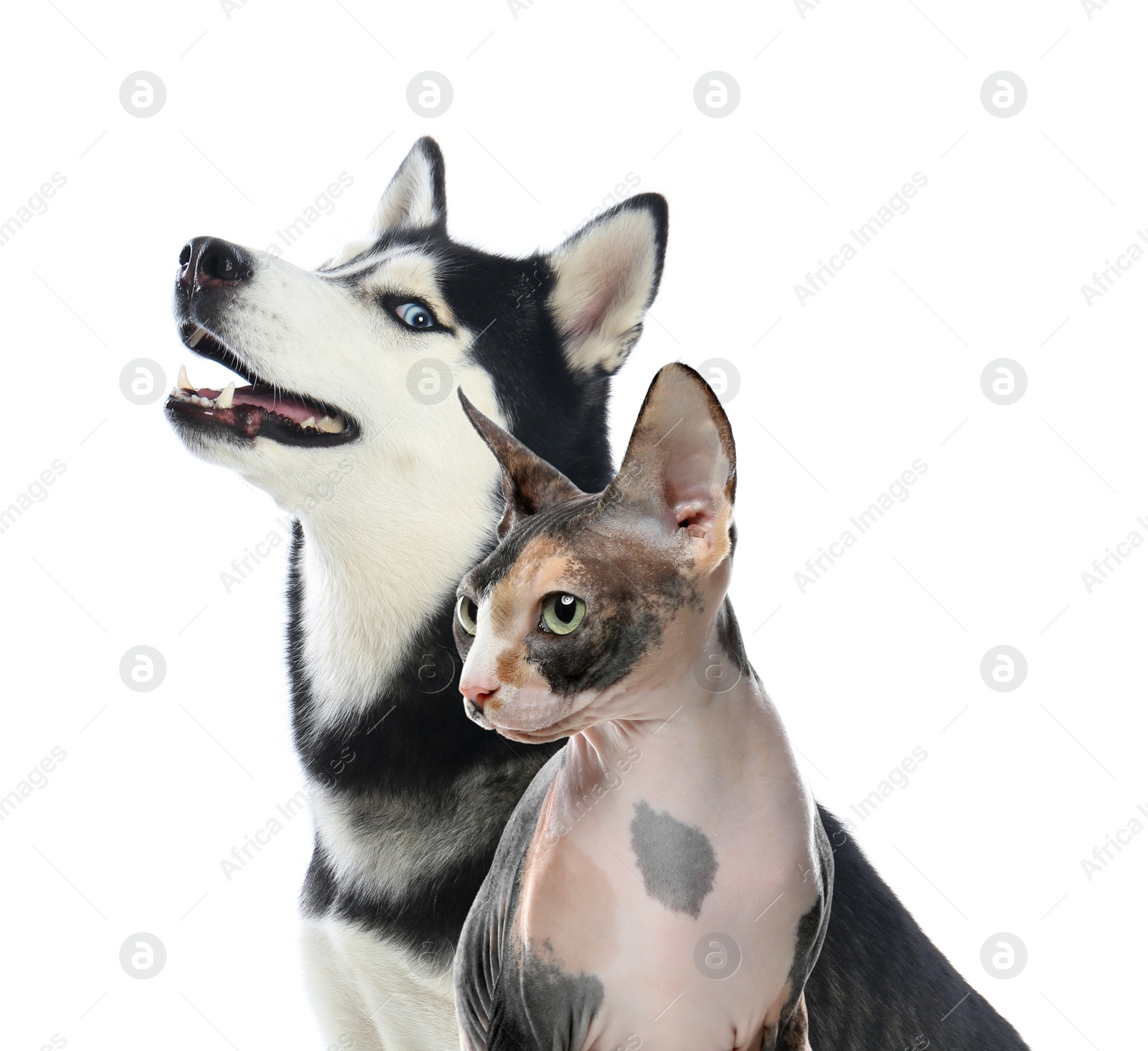 Image of Adorable cat and dog on white background. Cute friends