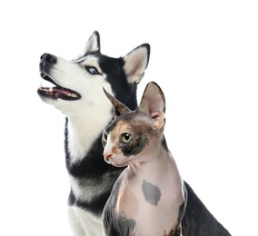 Adorable cat and dog on white background. Cute friends