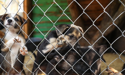 Cage with homeless dogs in animal shelter. Concept of volunteering