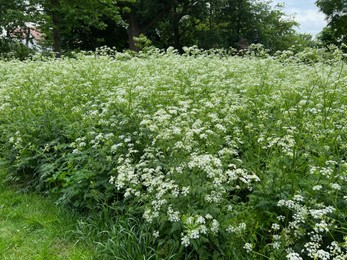 Beautiful hemlock plants with white flower outdoors