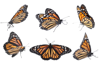 Image of Set of beautiful monarch butterflies on white background