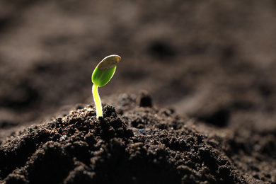 Photo of Little green seedling growing in soil, closeup. Space for text