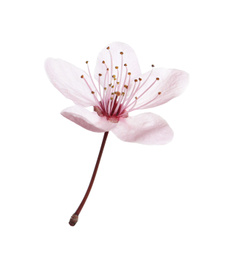 Photo of Beautiful plum blossom isolated on white. Spring season