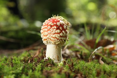 One poisonous mushroom growing in forest, closeup