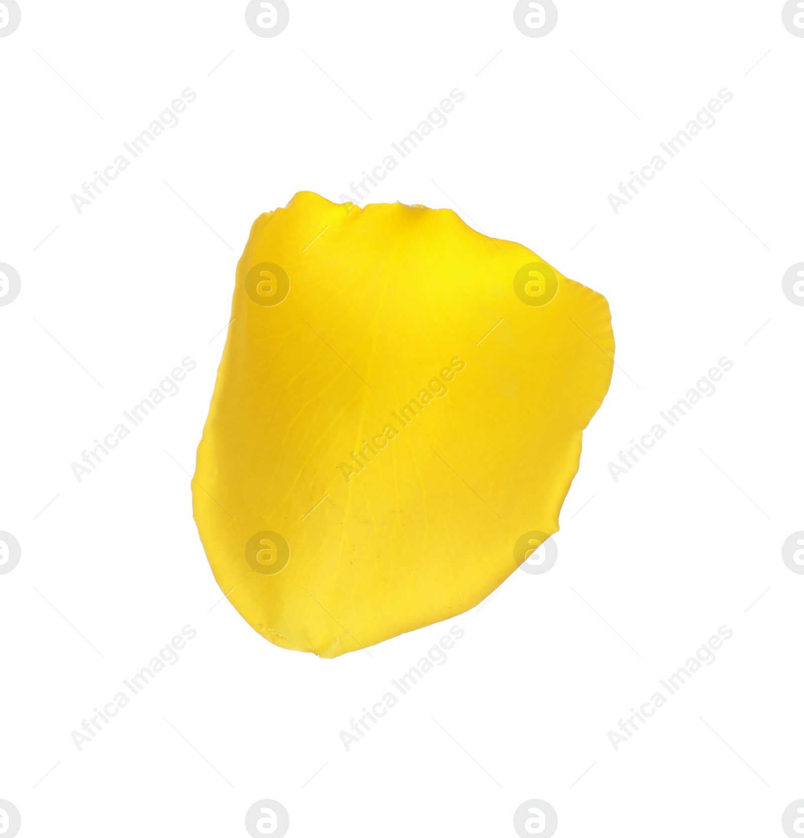 Photo of Beautiful yellow rose petal isolated on white