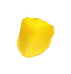 Beautiful yellow rose petal isolated on white