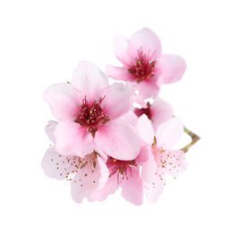 Photo of Beautiful tree blossom isolated on white. Spring season