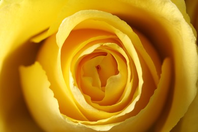 Photo of Beautiful rose with yellow petals as background, macro view