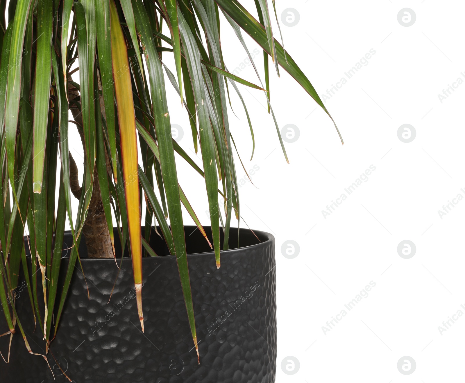 Photo of Houseplant with damaged leaves on white background, closeup