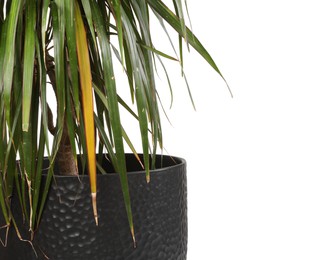 Houseplant with damaged leaves on white background, closeup