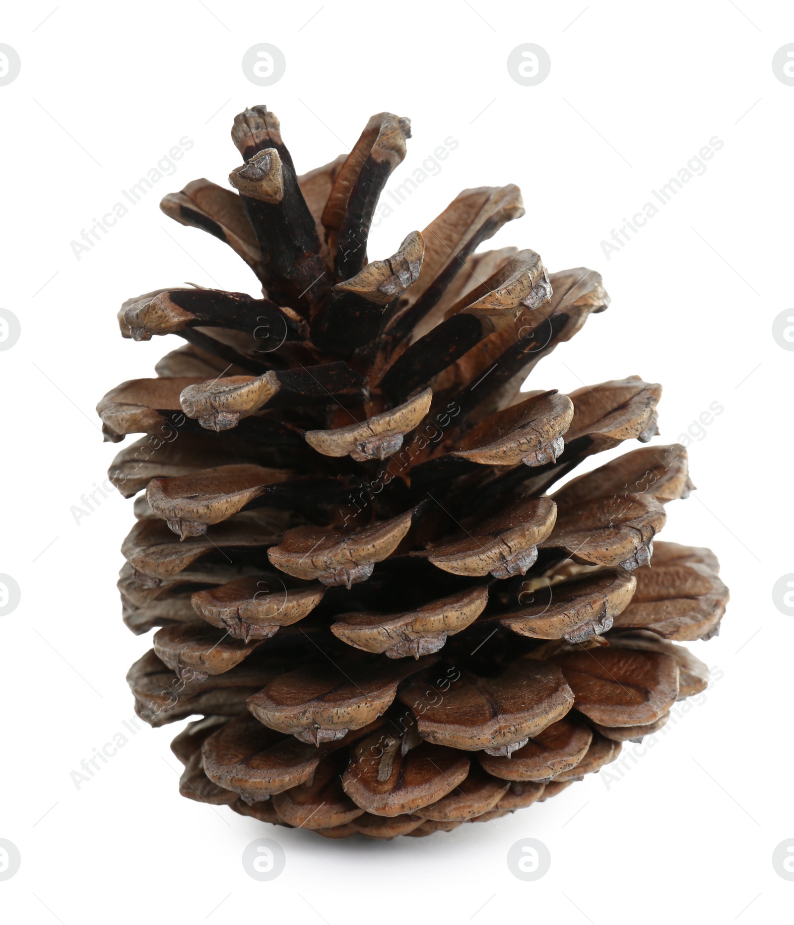 Photo of Beautiful dry pine cone isolated on white