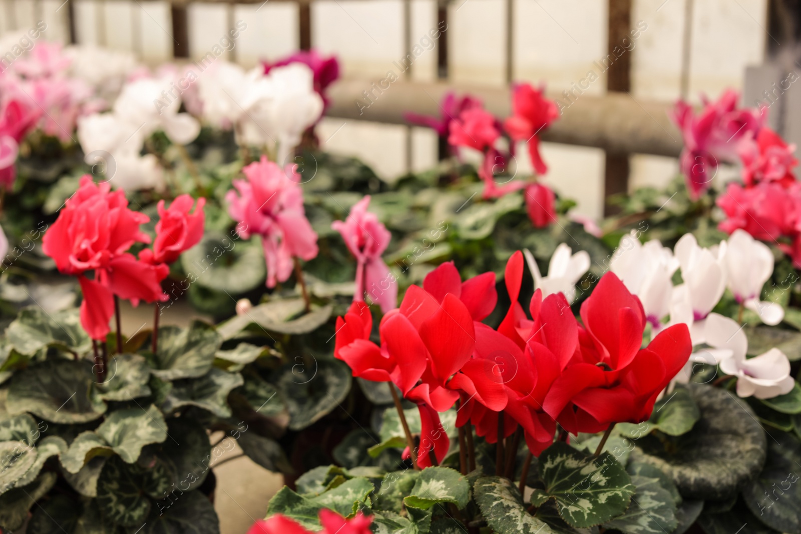 Photo of Many potted blooming flowers in greenhouse, closeup. Home gardening