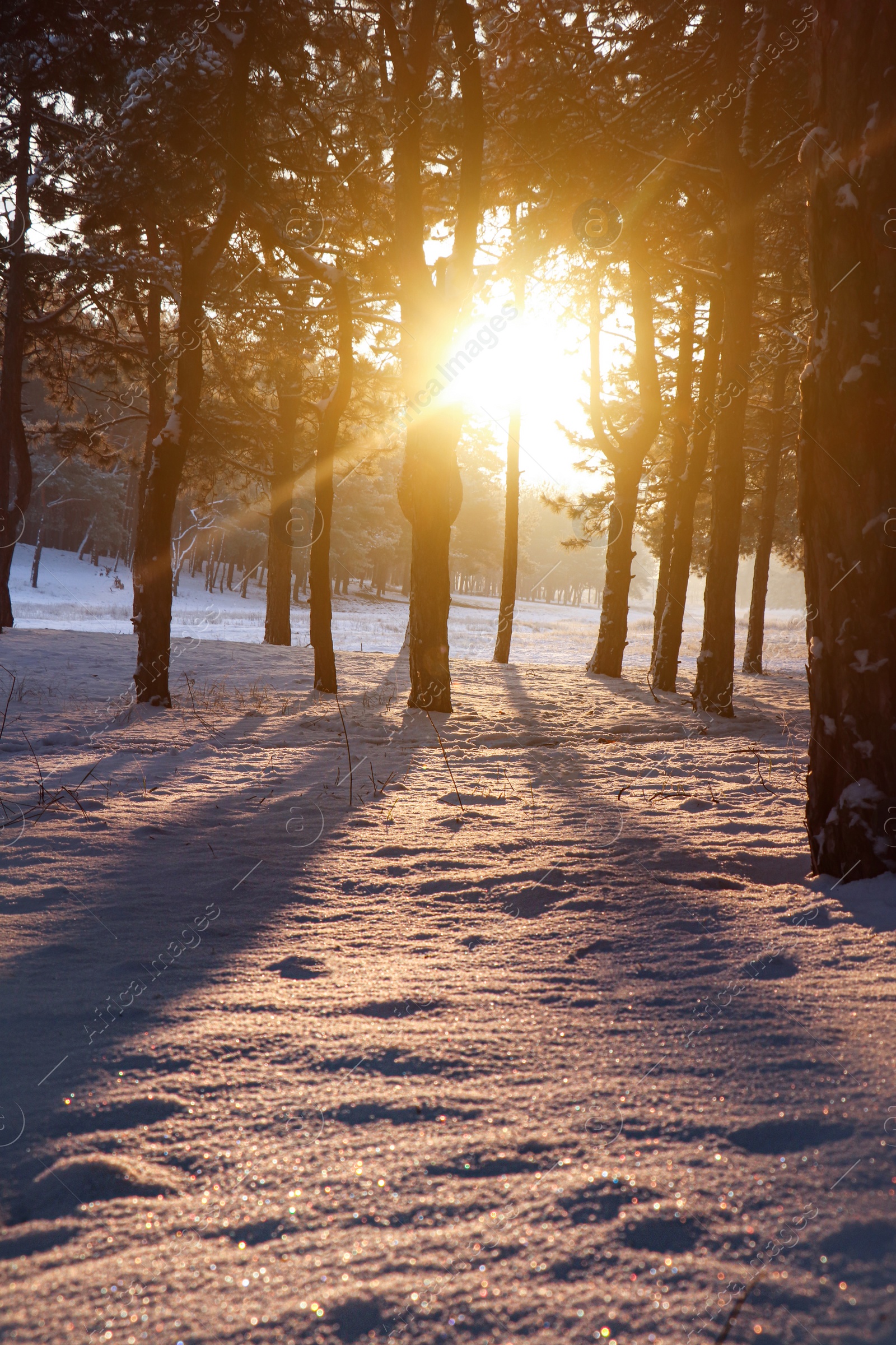 Photo of Beautiful view of sunrise in snowy forest on winter morning