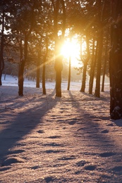 Beautiful view of sunrise in snowy forest on winter morning