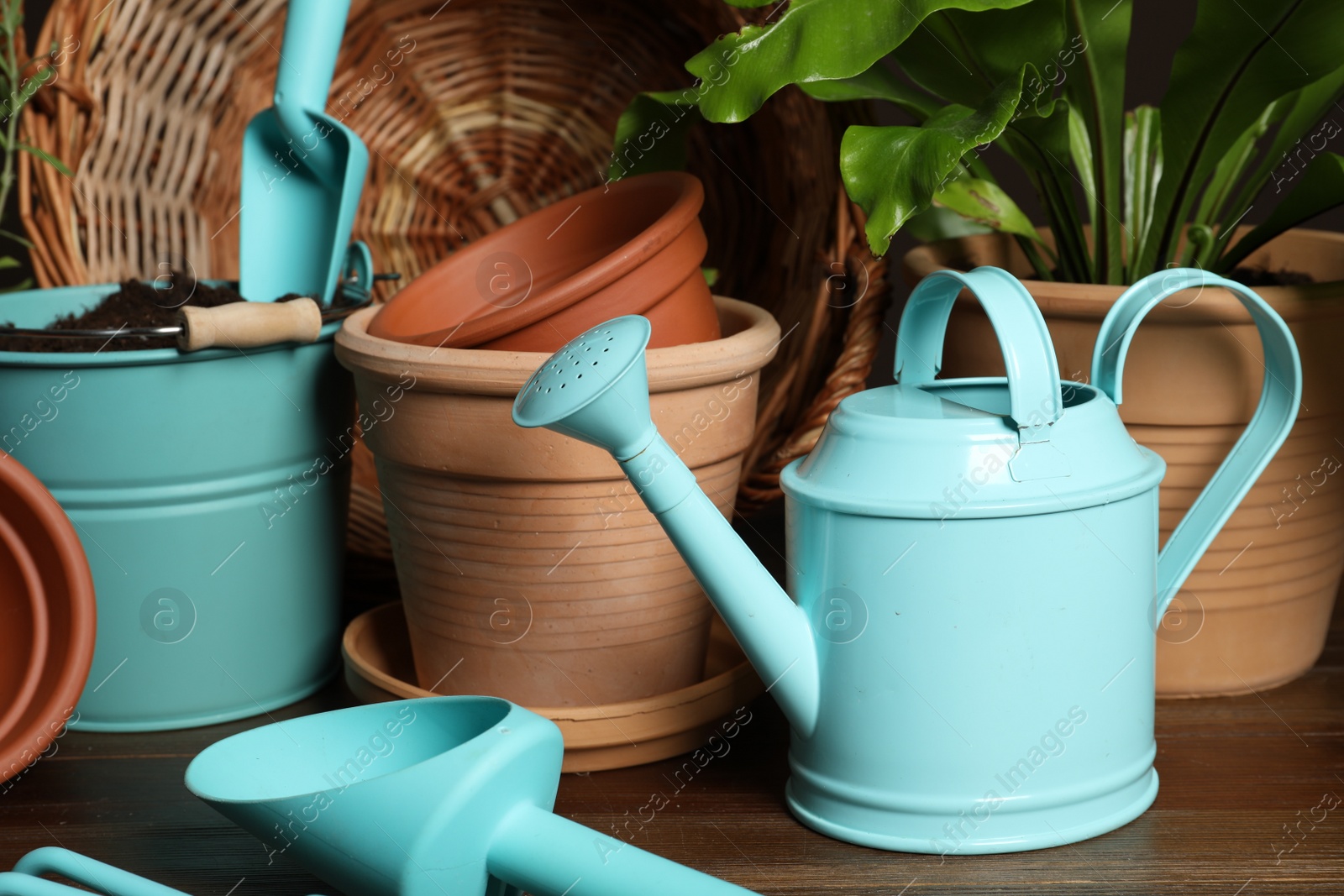 Photo of Beautiful plant and gardening tools on wooden table