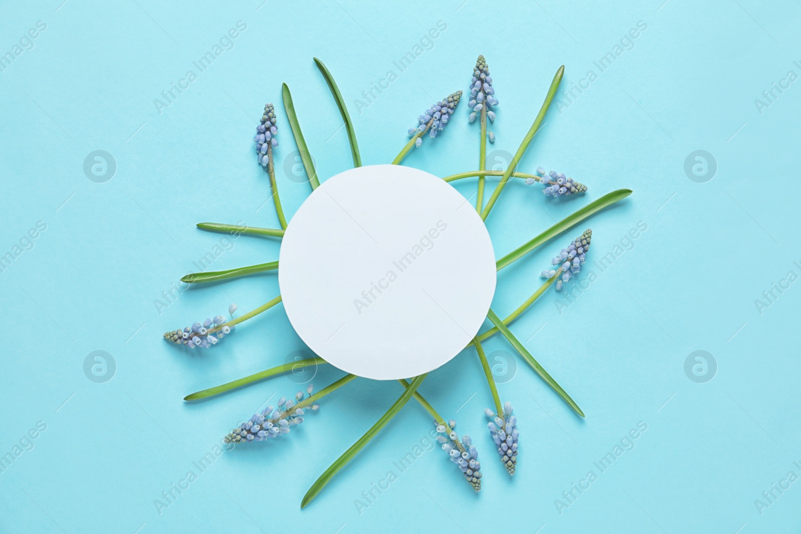 Photo of Beautiful spring muscari flowers and card on color background, flat lay. Space for text