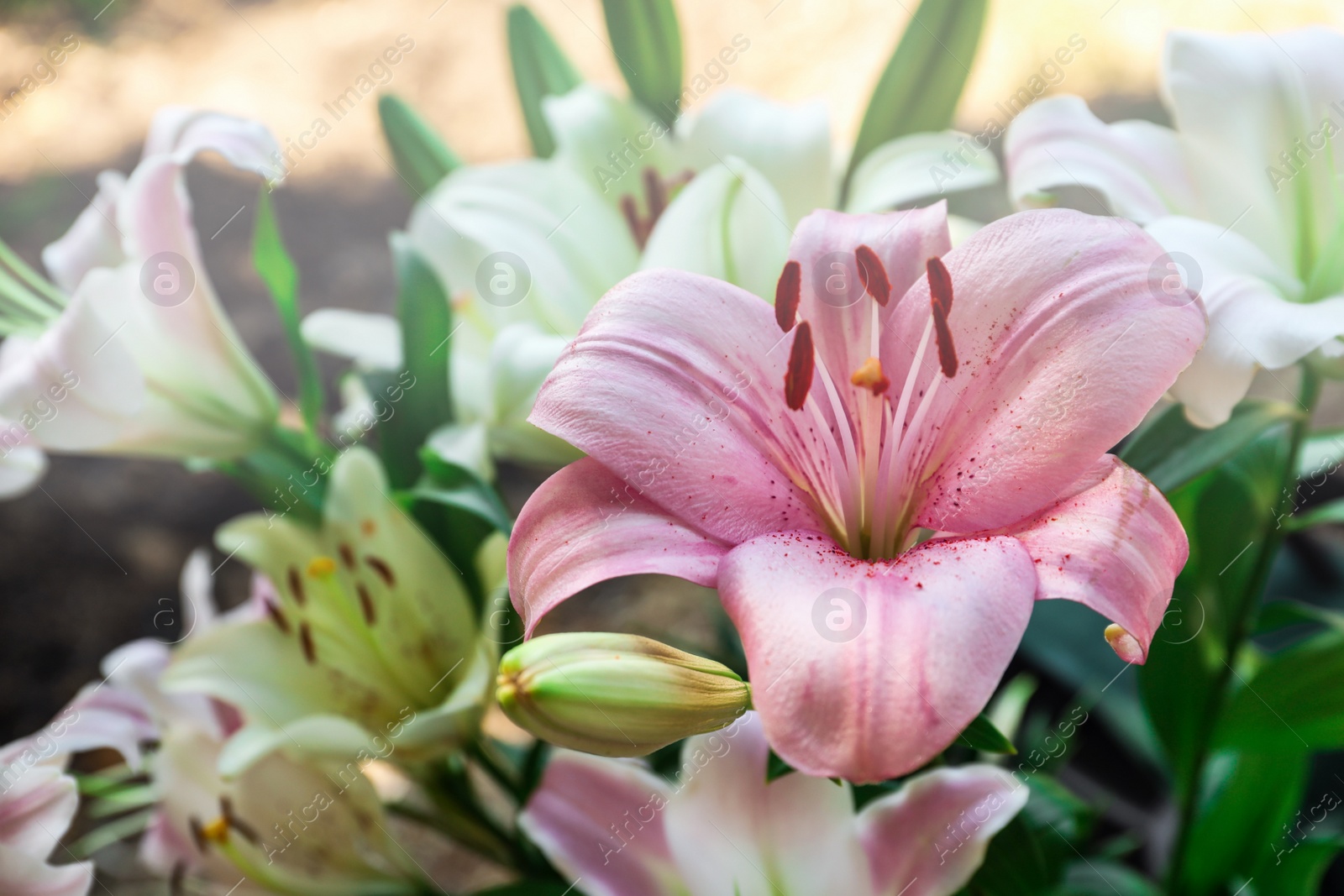 Photo of Beautiful blooming lily flowers in garden, closeup