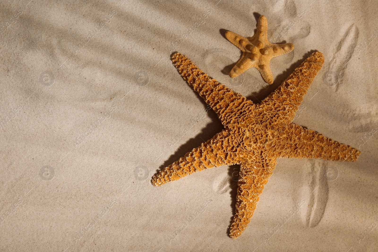 Photo of Starfishes on beach sand, top view. Space for text