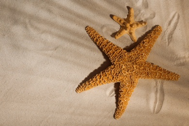 Starfishes on beach sand, top view. Space for text