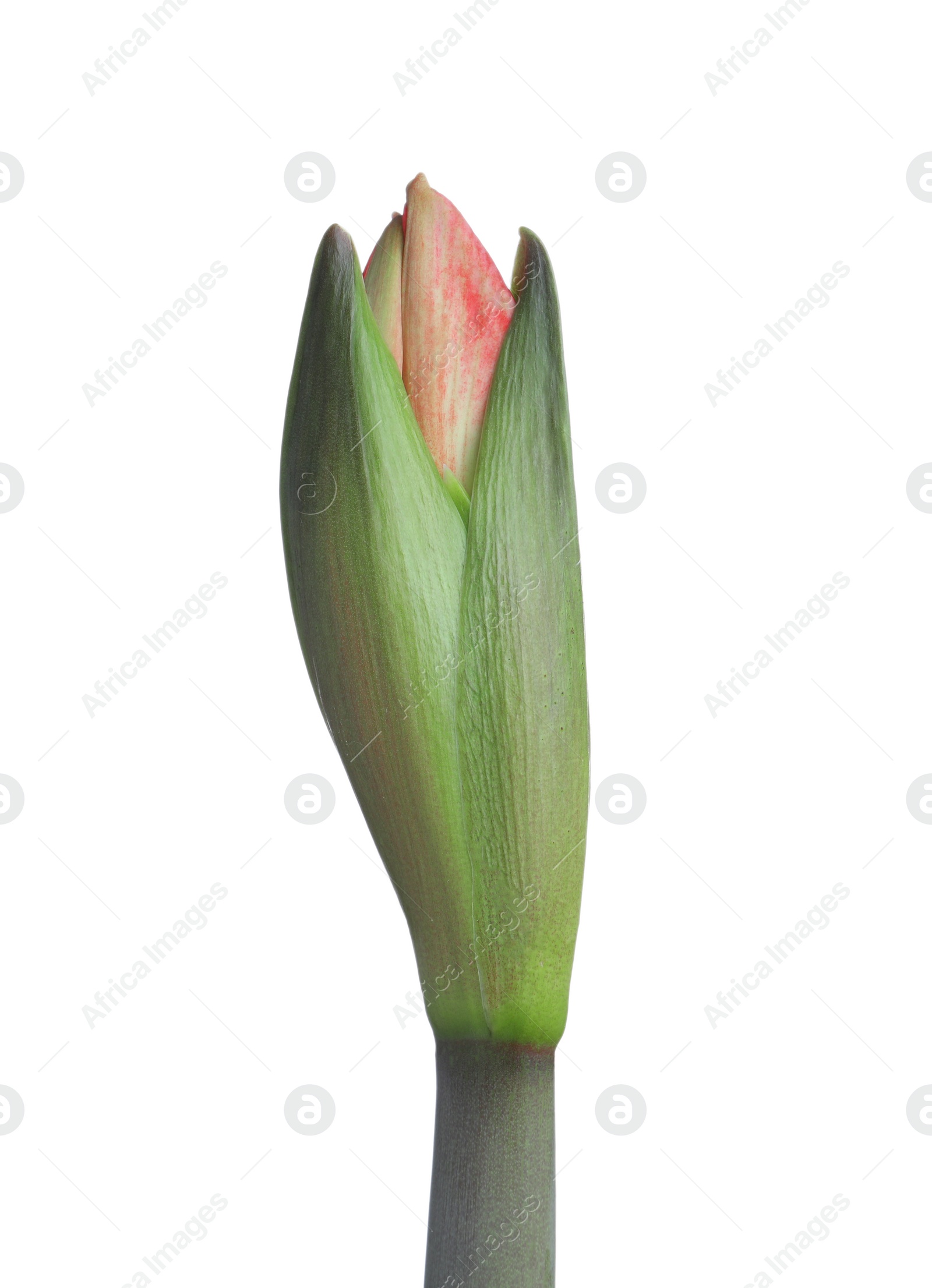 Photo of Beautiful fresh amaryllis flower on white background