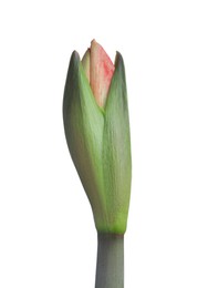 Photo of Beautiful fresh amaryllis flower on white background