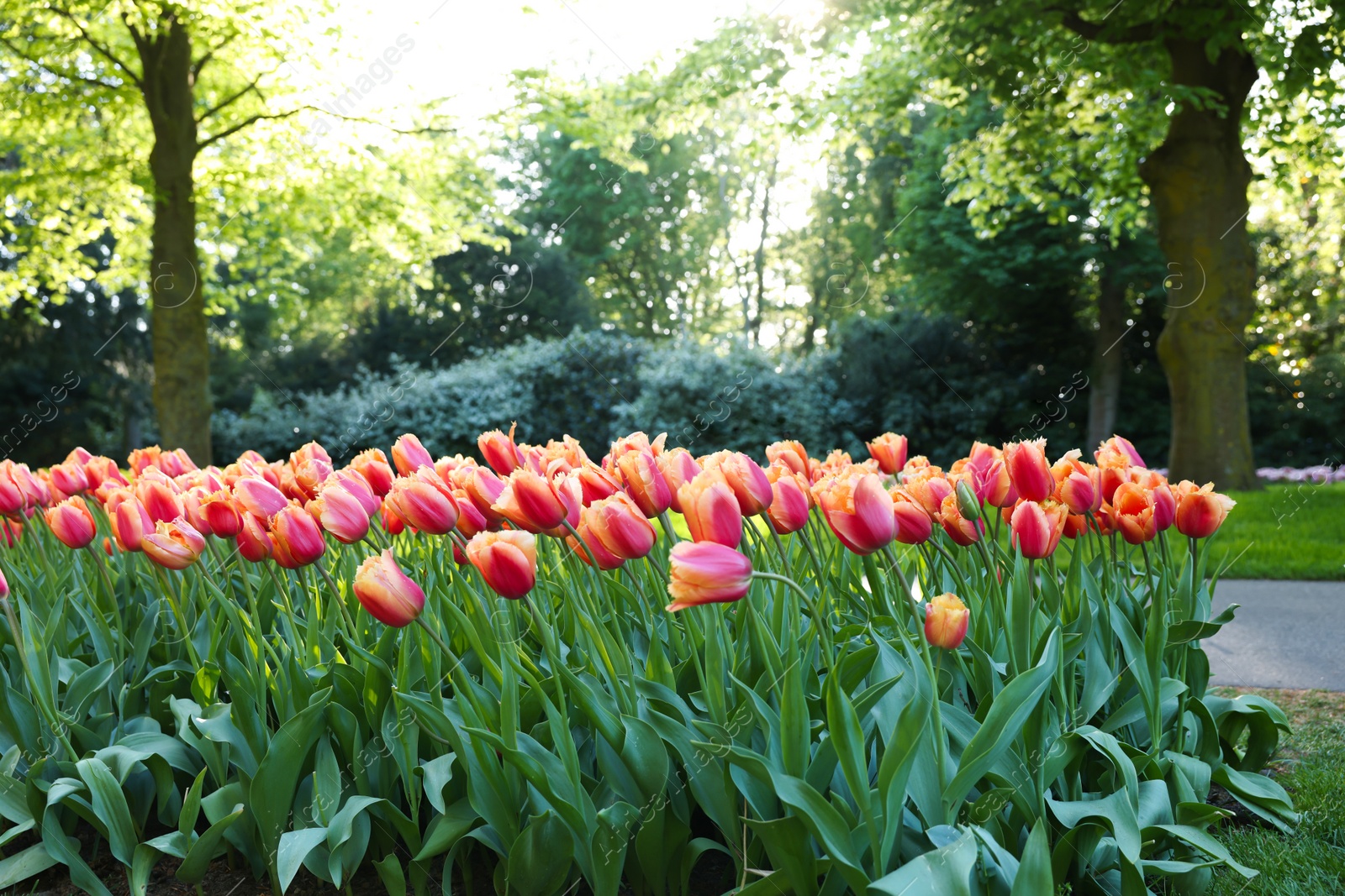 Photo of Many beautiful flowers growing in park on sunny day. Spring season