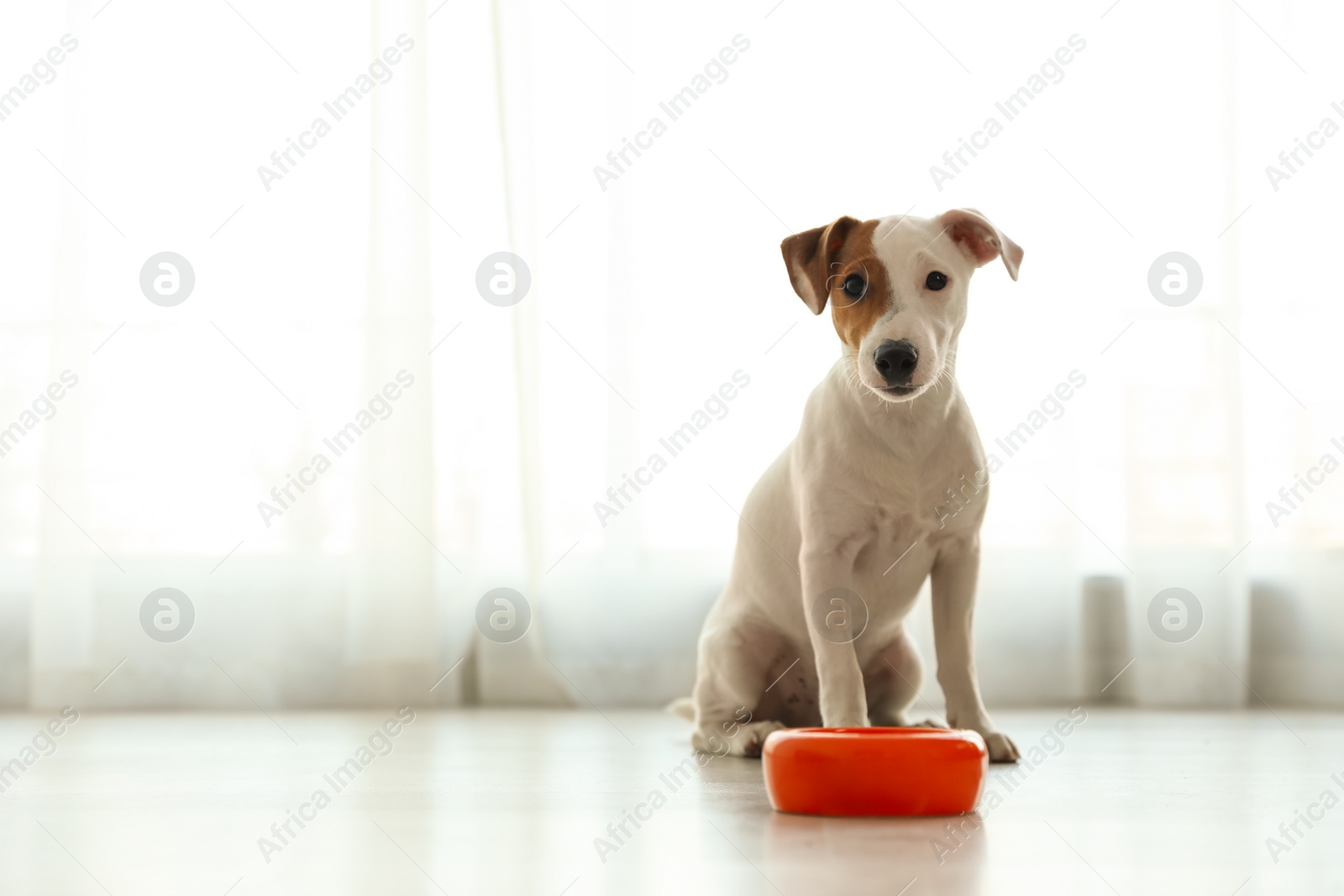 Photo of Cute Jack Russel Terrier near feeding bowl indoors,  space for text. Lovely dog