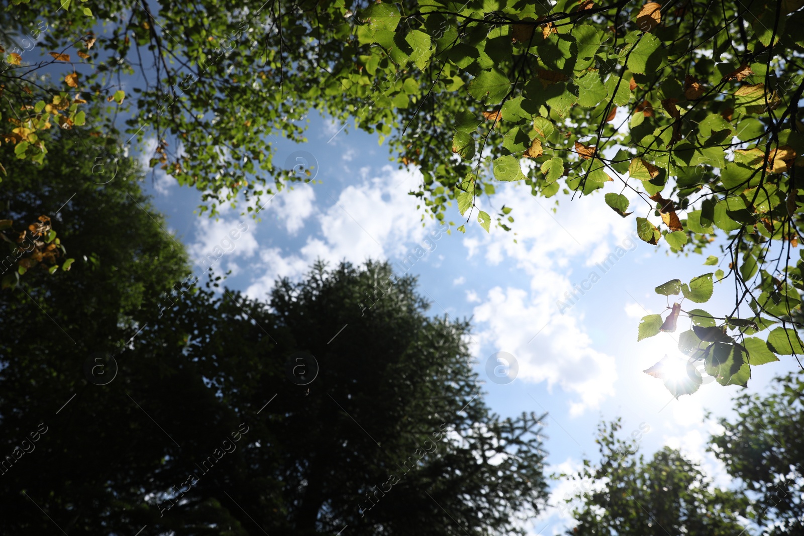 Photo of Beautiful trees growing under cloudy sky, bottom view