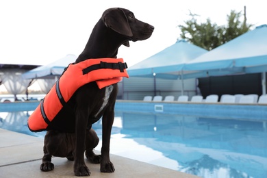 Photo of Dog rescuer in life vest near swimming pool outdoors