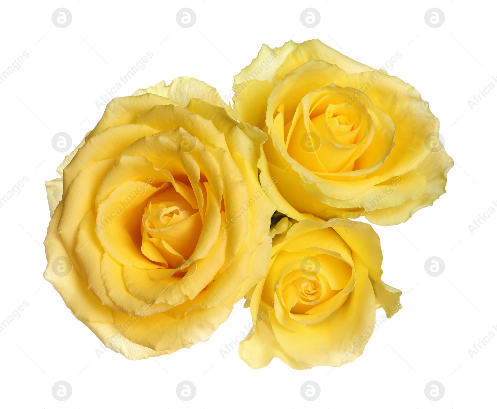 Photo of Beautiful fresh yellow roses isolated on white