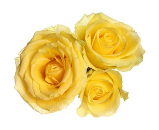 Beautiful fresh yellow roses isolated on white