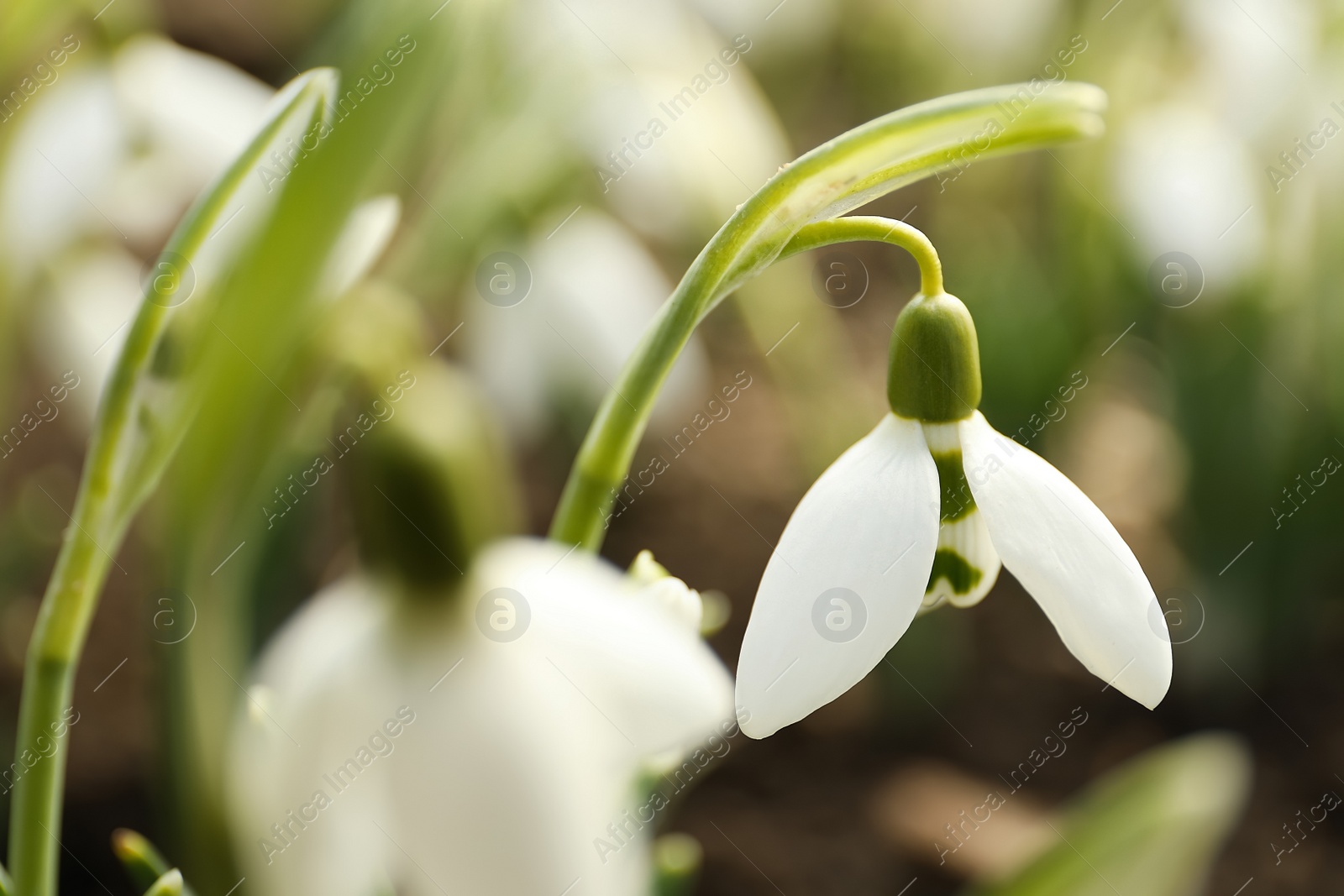 Photo of Beautiful snowdrop outdoors, closeup with space for text. Early spring flower