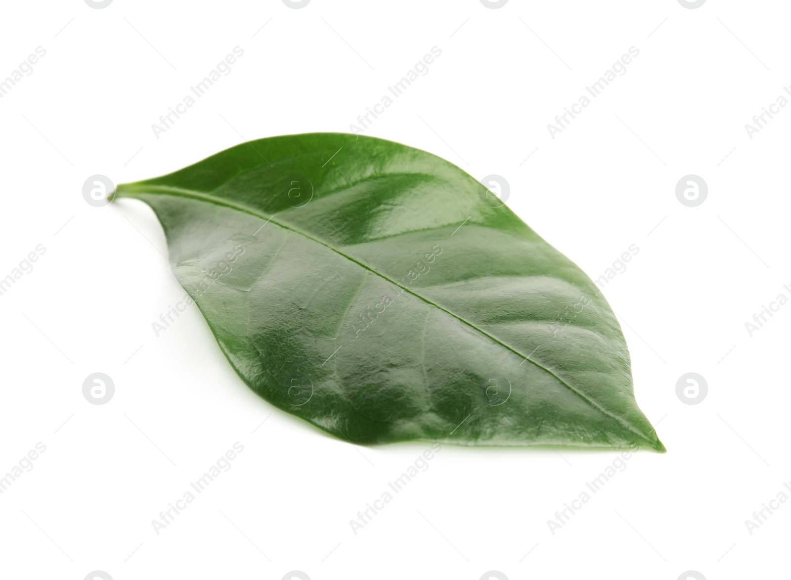 Photo of Leaf of coffee plant isolated on white