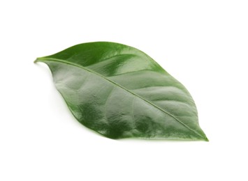 Leaf of coffee plant isolated on white