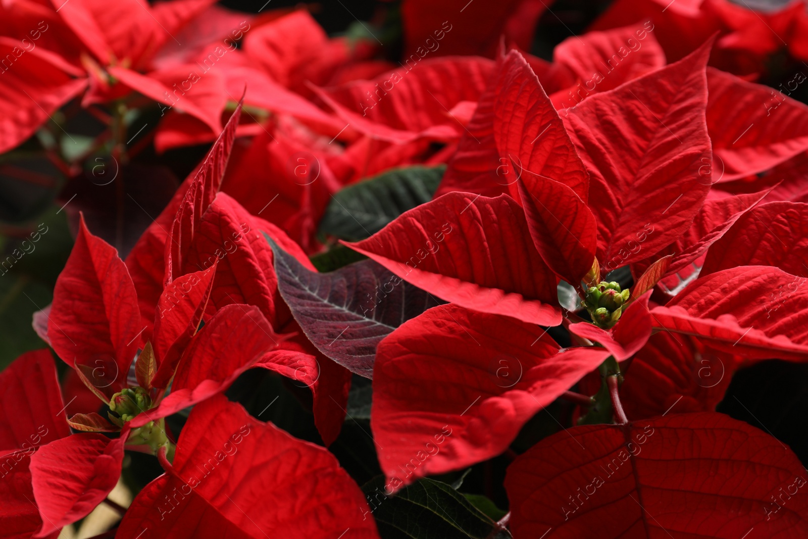 Photo of Red Poinsettia as background, closeup. Christmas traditional flower