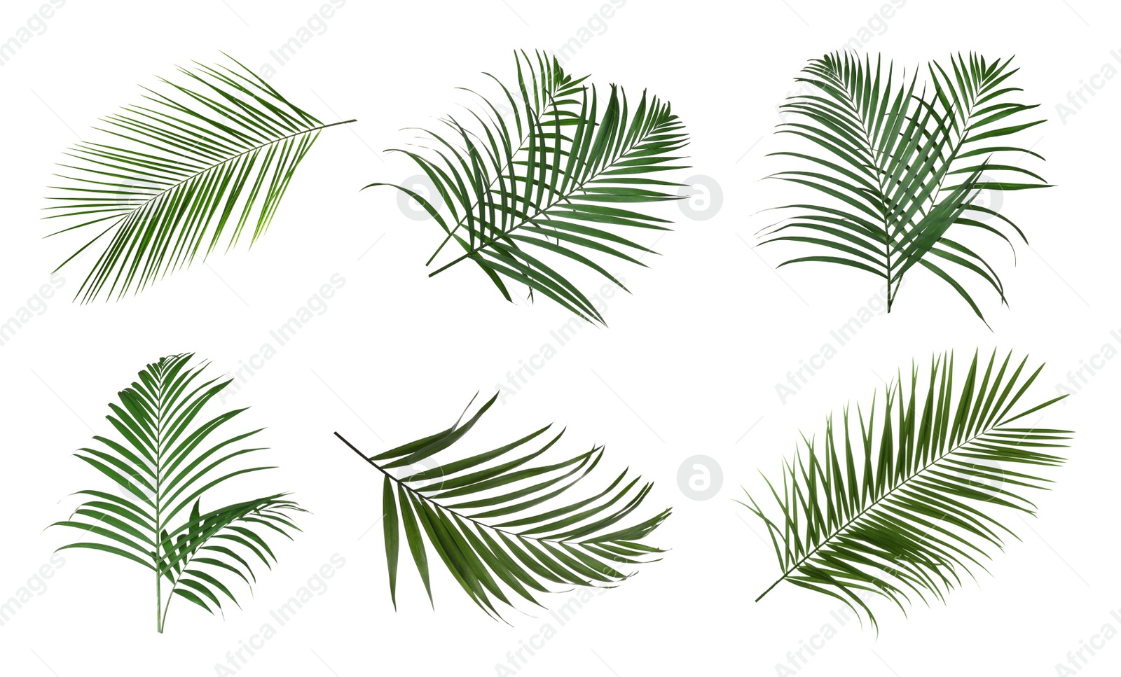 Image of Set with lush tropical leaves on white background