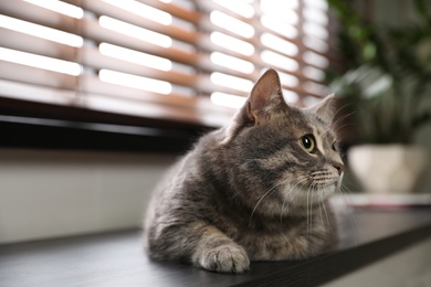 Photo of Tabby cat lying on windowsill indoors, space for text. Cute pet