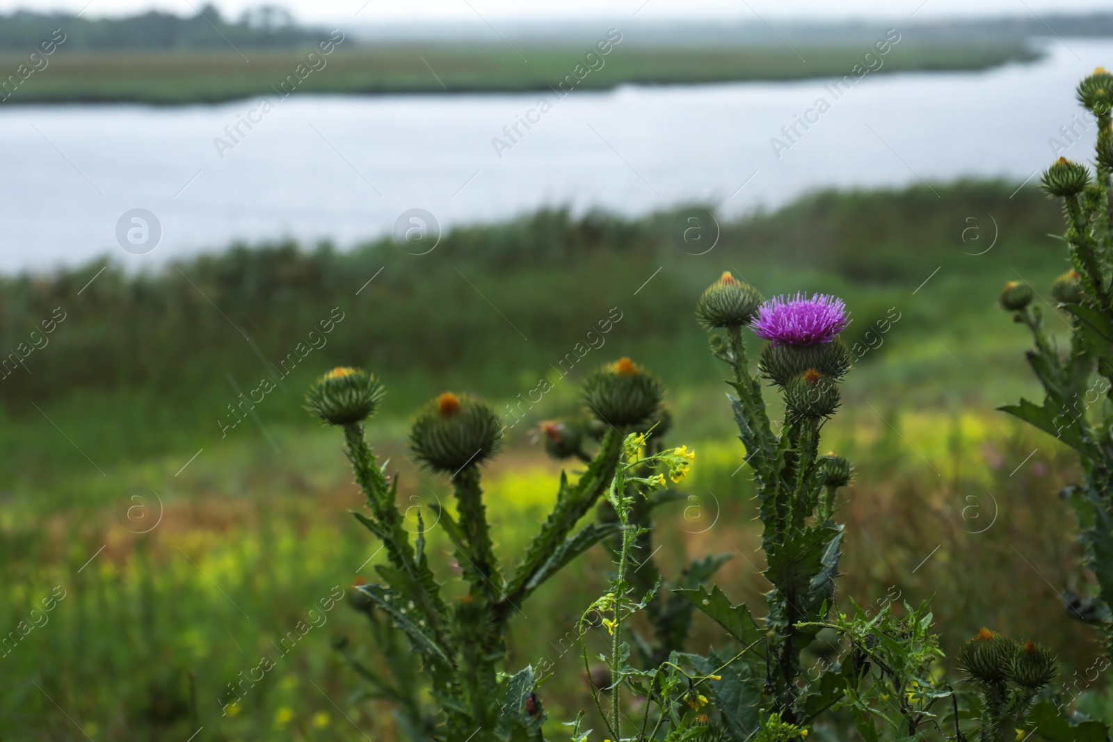 Photo of Beautiful green plants near river on rainy day, closeup