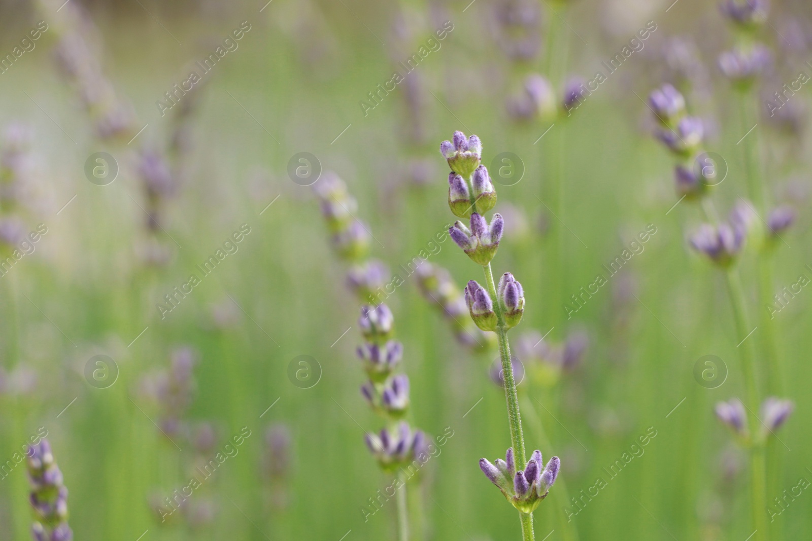 Photo of Beautiful lavender on blurred background, closeup. Space for text