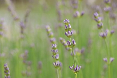 Photo of Beautiful lavender on blurred background, closeup. Space for text
