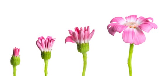 Blooming stages of pink daisy flower on white background