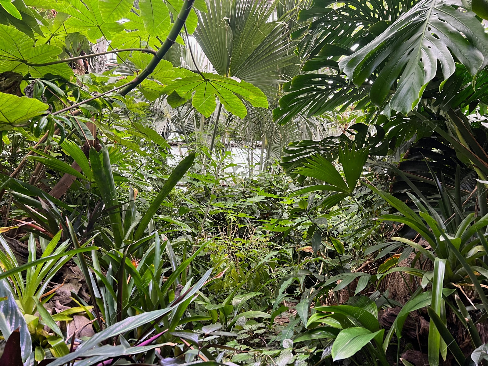 Photo of Many different tropical plants growing in greenhouse