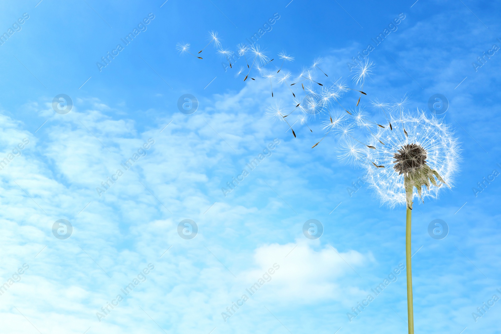 Image of Beautiful puffy dandelion and flying seeds against blue sky on sunny day 