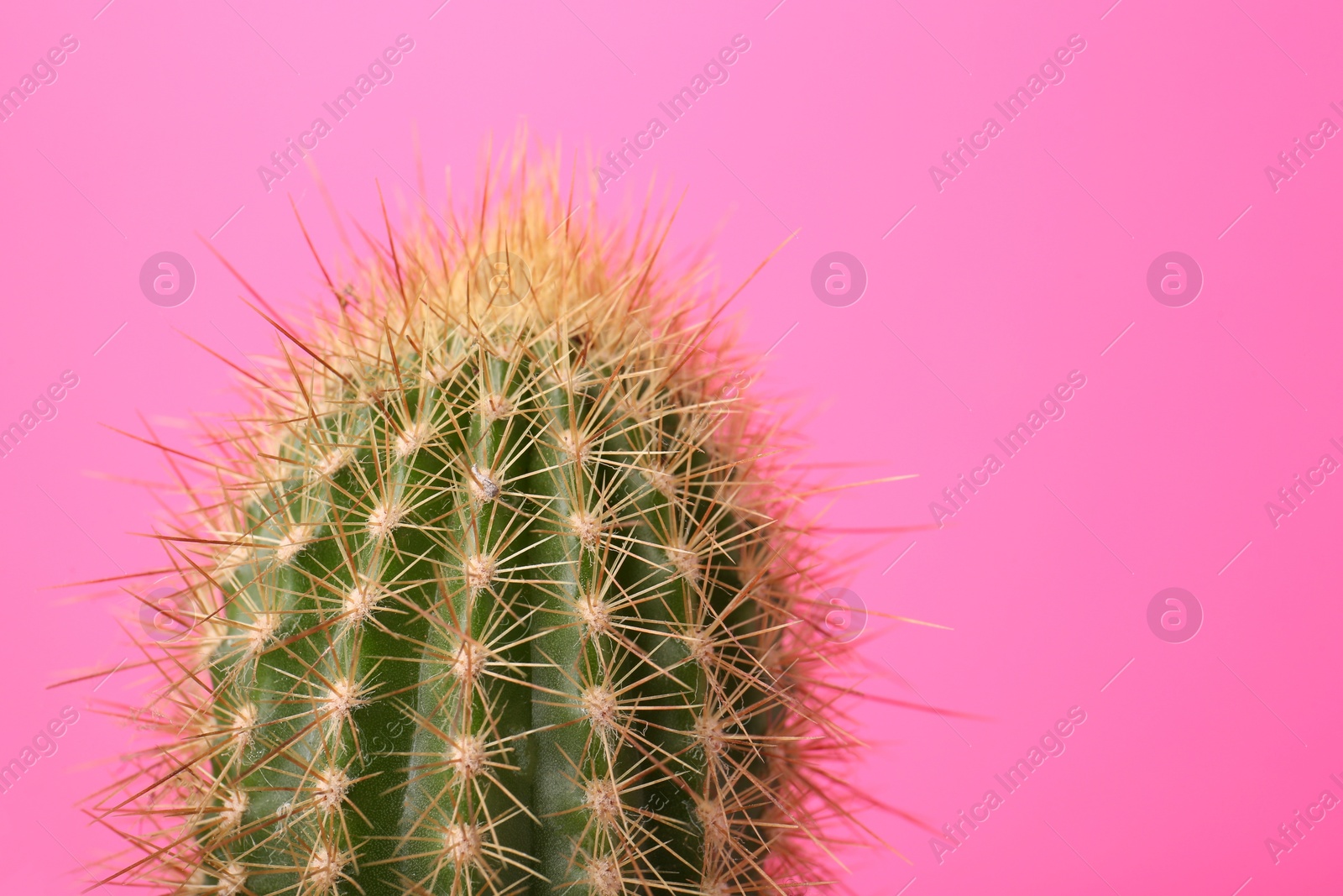 Photo of Beautiful green cactus on pink background, closeup with space for text. Tropical plant