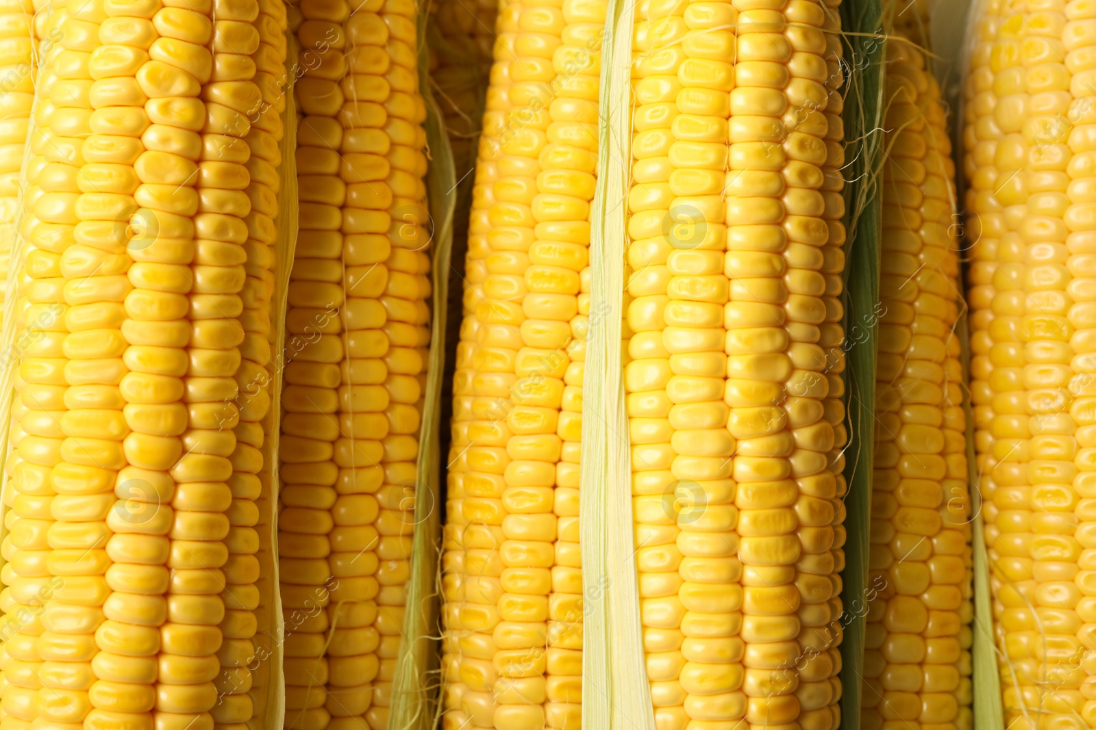 Photo of Tasty sweet corn cobs as background, top view