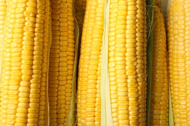 Photo of Tasty sweet corn cobs as background, top view