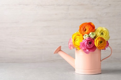 Beautiful ranunculus flowers in watering can on table. Space for text