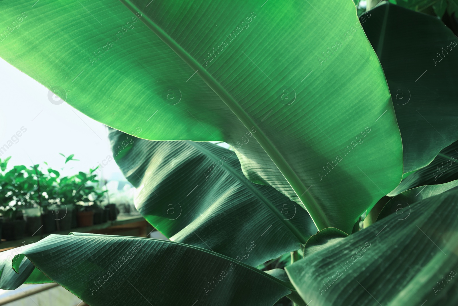 Photo of Banana tree with green leaves growing outdoors, closeup