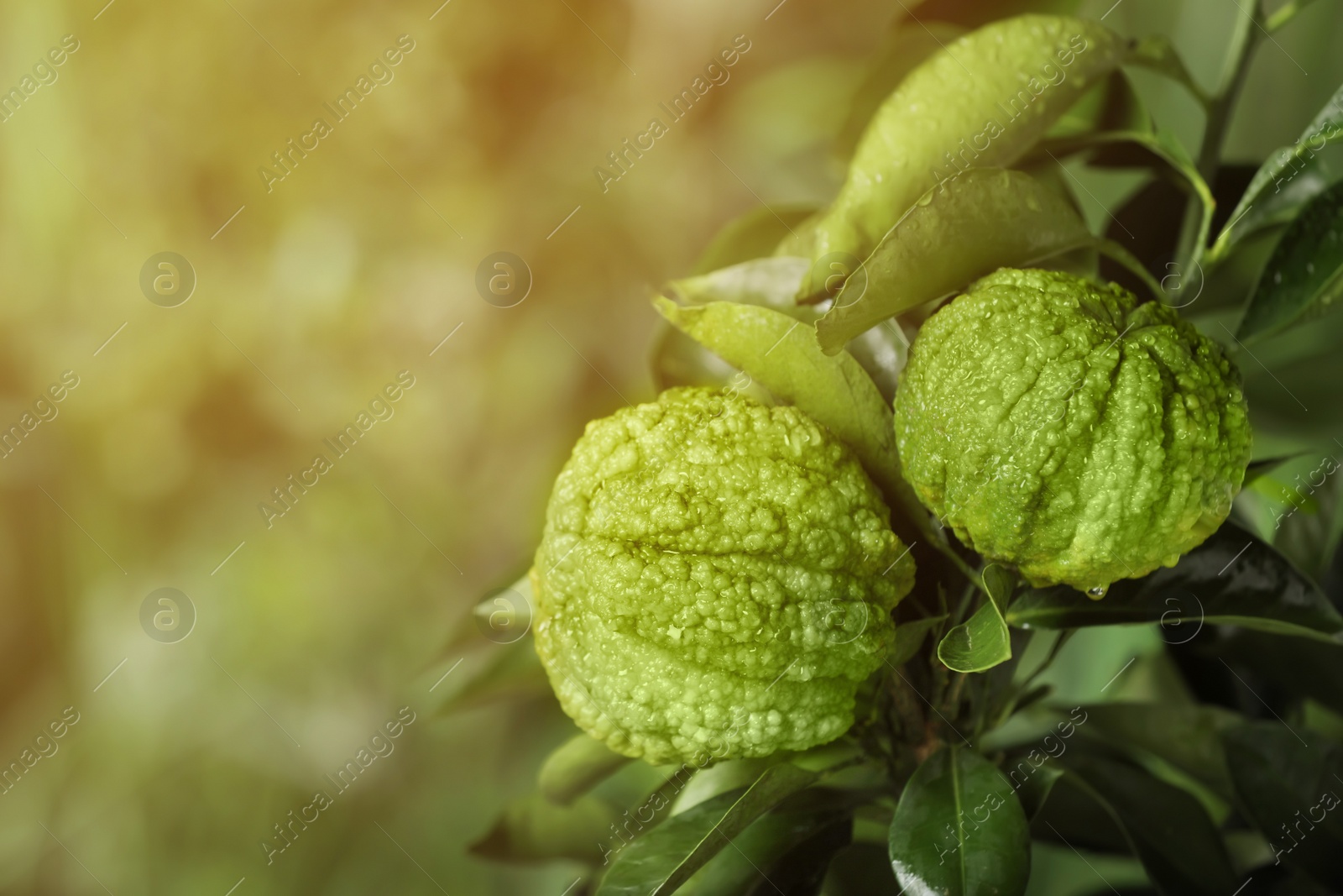 Photo of Closeup view of bergamot tree with fruits outdoors